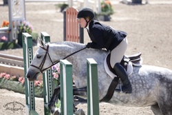 Chasing Indigo "Indy" Belgian Warmblood Hunter photo 5
