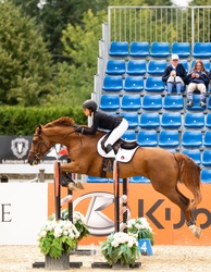 Whixall's Candy Boy Irish Sport Horse Jumper photo 1
