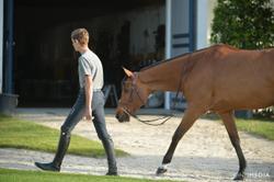 Delia B Dutch Warmblood Jumper photo 12