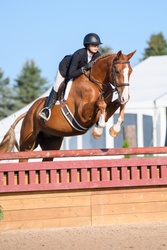 Archetype Oldenburg Hunter photo 5