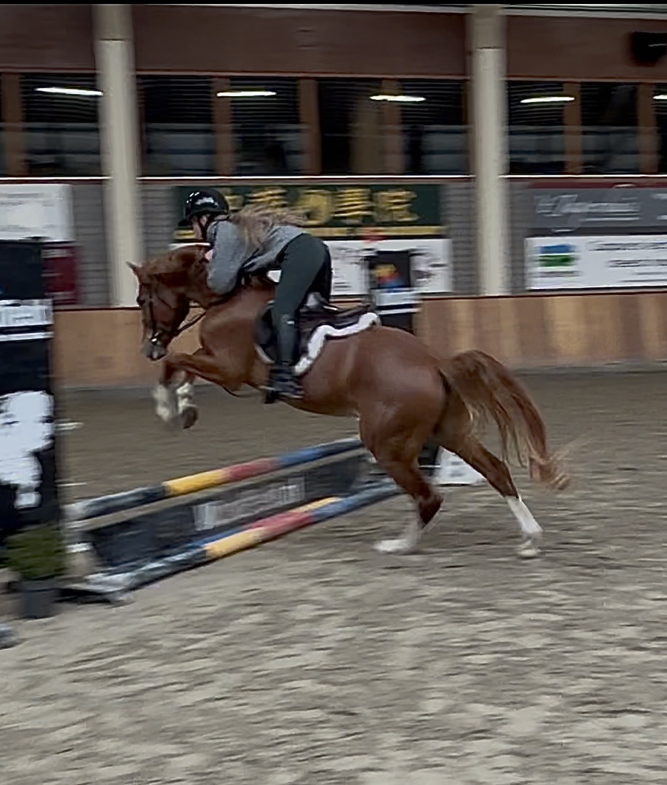 German Riding Pony Ranch Unique German Riding Pony