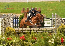 J.L. BEAN (ASPIRE) Welsh Pony Hunter photo 1
