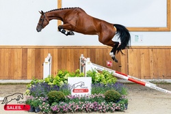 El Ciske RV Zangersheide Jumper photo 1