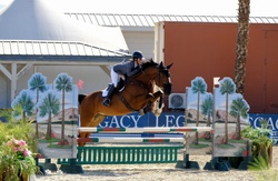 Hangover Chavannais Belgian Warmblood Jumper photo 1