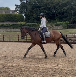 Galaktika German Warmblood Equitation photo 3
