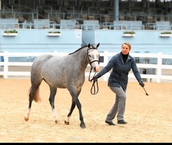 Hampton Blues Pixieland Welsh Cross Hunter photo 2
