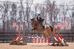 Castillo NRF Holsteiner Jumper photo 6