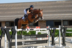 Mertine Dutch Warmblood Jumper photo 4