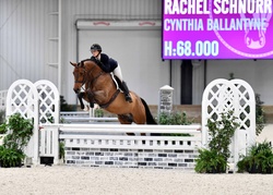 Cassadino Canadian Warmblood Jumper photo 5