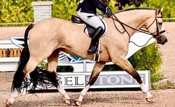 Sun Day Canadian Warmblood Hunter photo 7