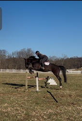 Cinca de Maya MSH Warmblood Jumper photo 3