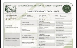 Duchess Argentinian Warmblood Jumper photo 4