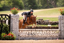 Lovestruck Welsh Pony Hunter photo 4