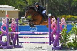 Emy Dutch Warmblood Jumper photo 1
