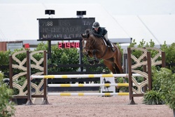 N' The Balou Dutch Warmblood Jumper photo 3