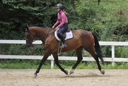 CMS Benevolent Warmblood Hunter photo 2
