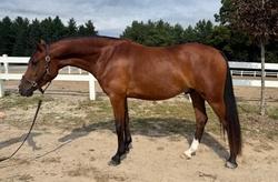 Brightside Welsh Cross Jumper photo 2