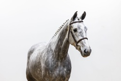 Rapido Dutch Warmblood Jumper photo 2