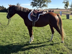 Golden Dream PF German Riding Pony Hunter photo 2