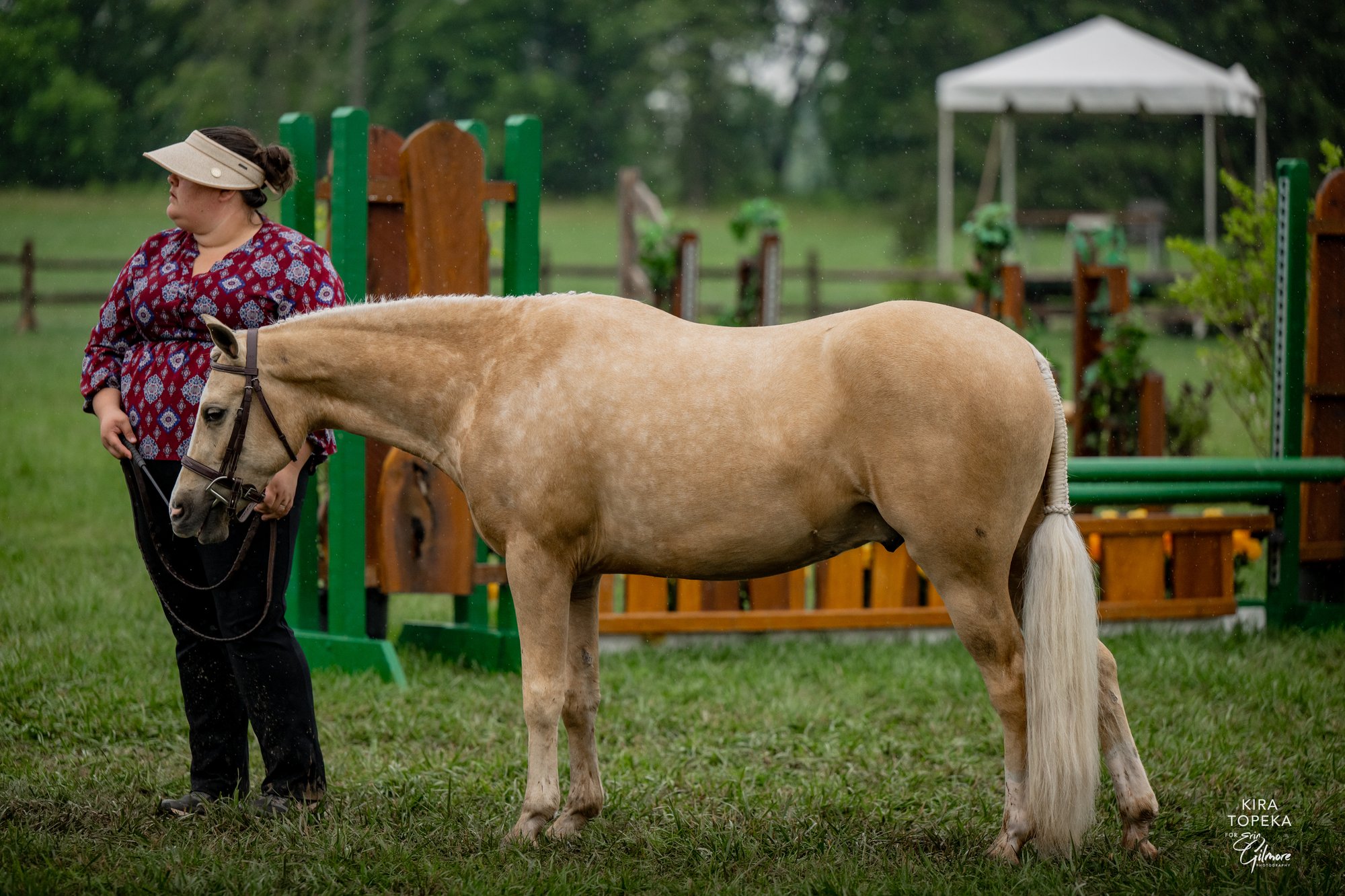 Smoked Short Stack | 2022 Welsh Pony Hunter Gelding For Sale, For Lease ...
