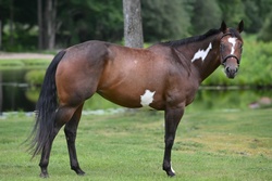 Lottie Paint Hunter photo 7