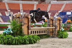 Highgate Westphalian Hunter photo 1