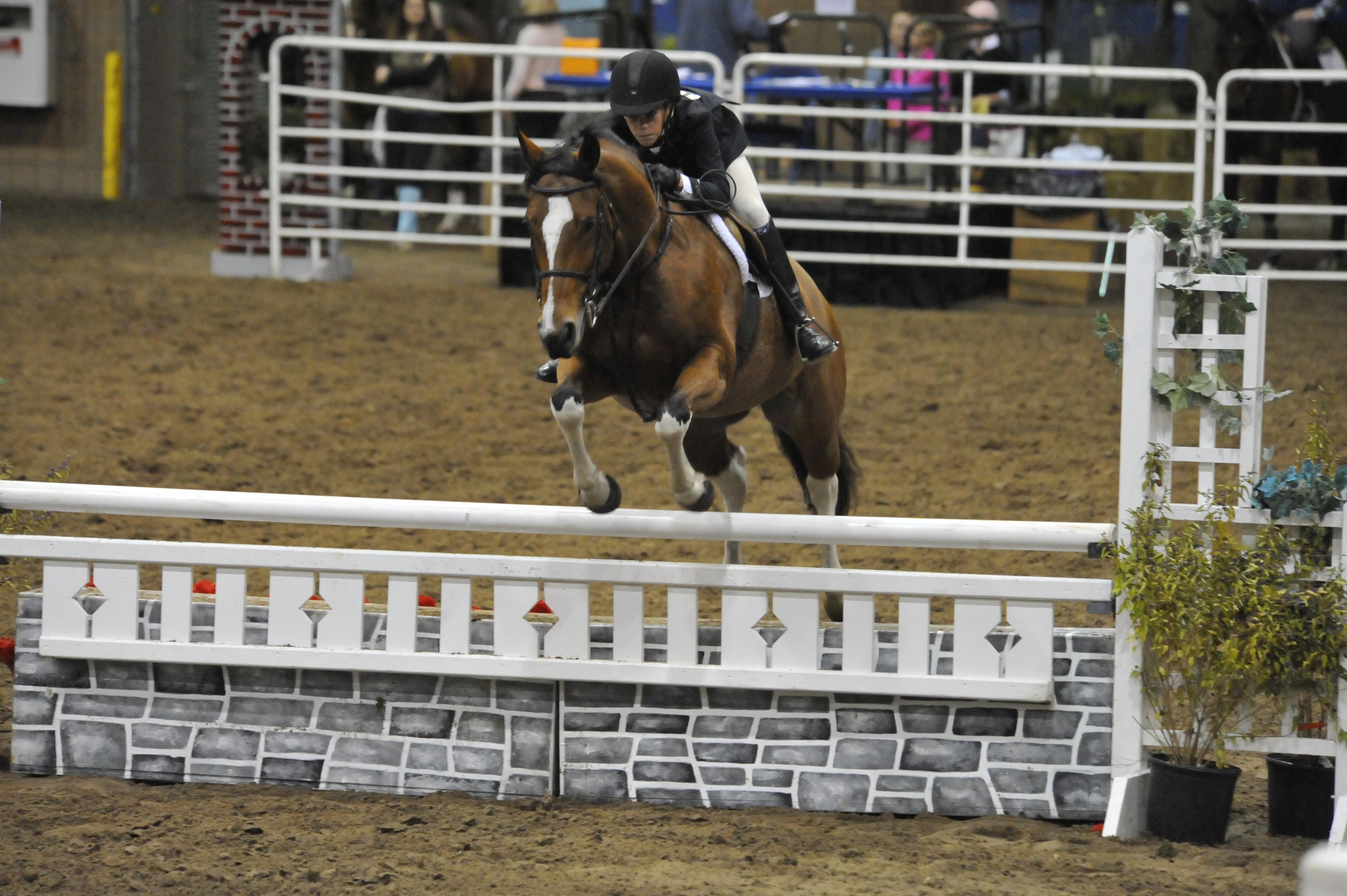 Delta’s Holistar Quarter Horse Jumper