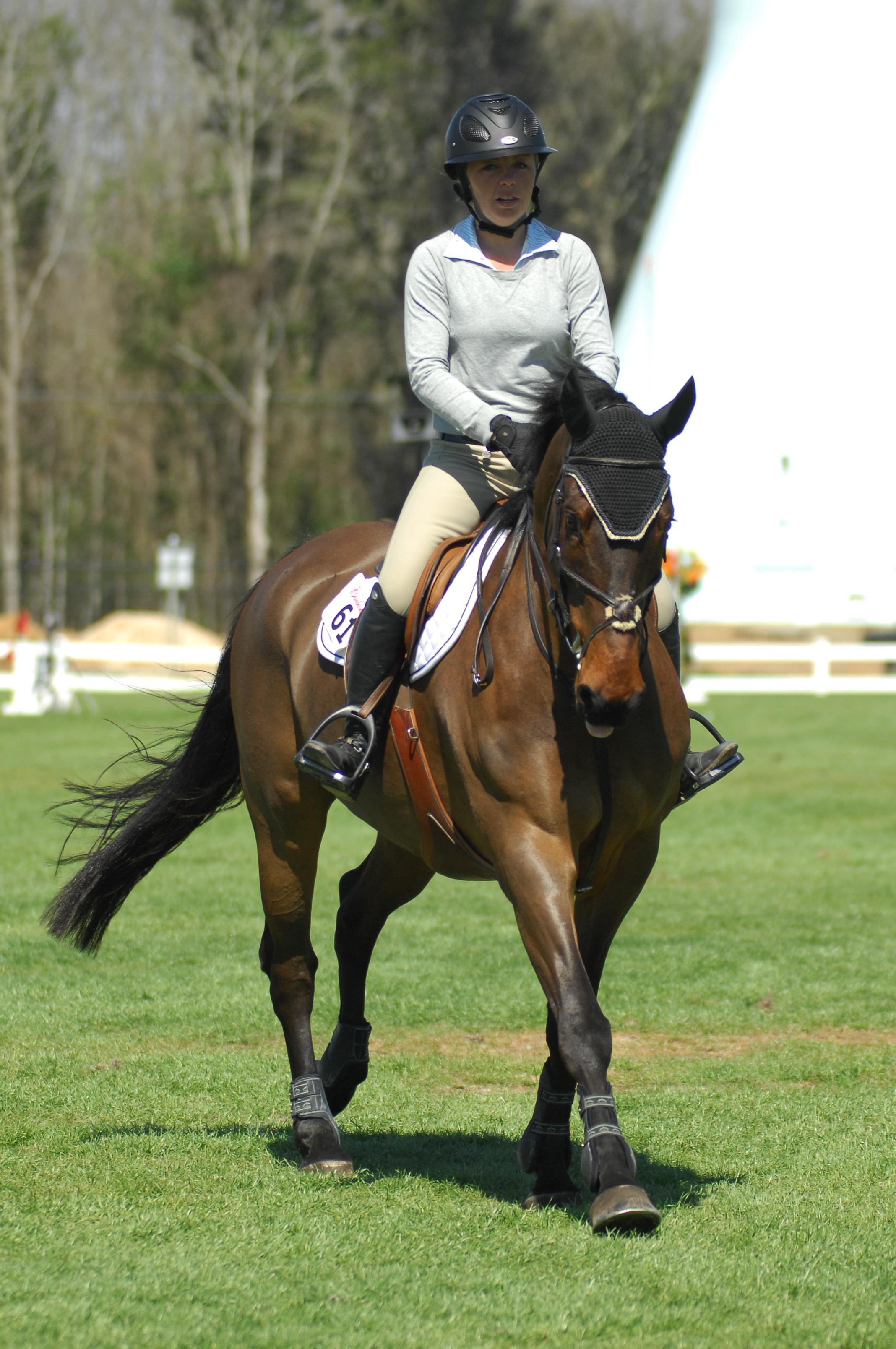 Johnny Dublin Irish Sport Horse Jumper