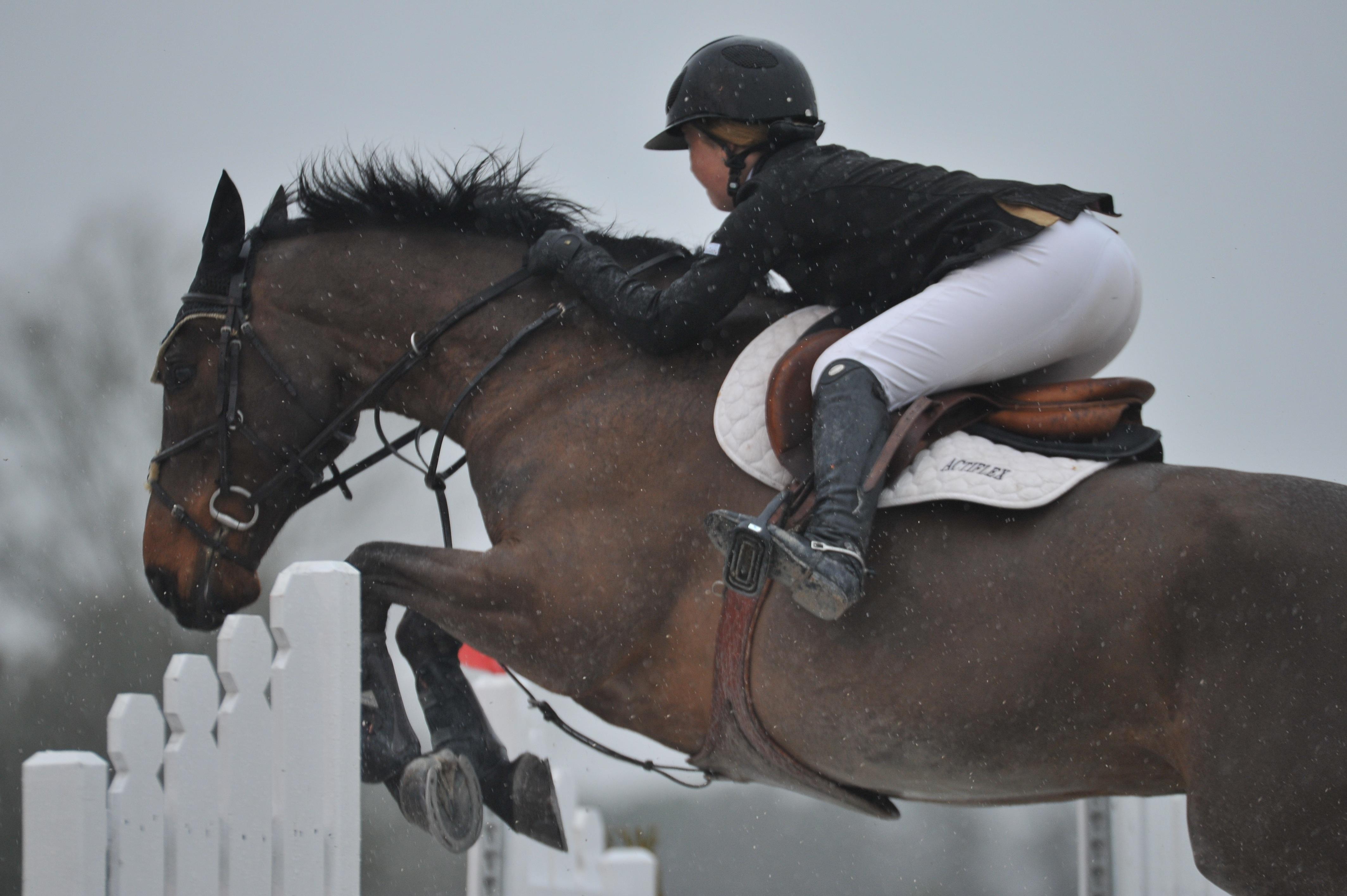 Johnny Dublin Irish Sport Horse Jumper