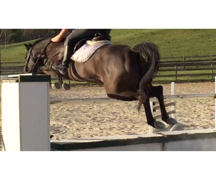 Porsche Quarter Horse Jumper