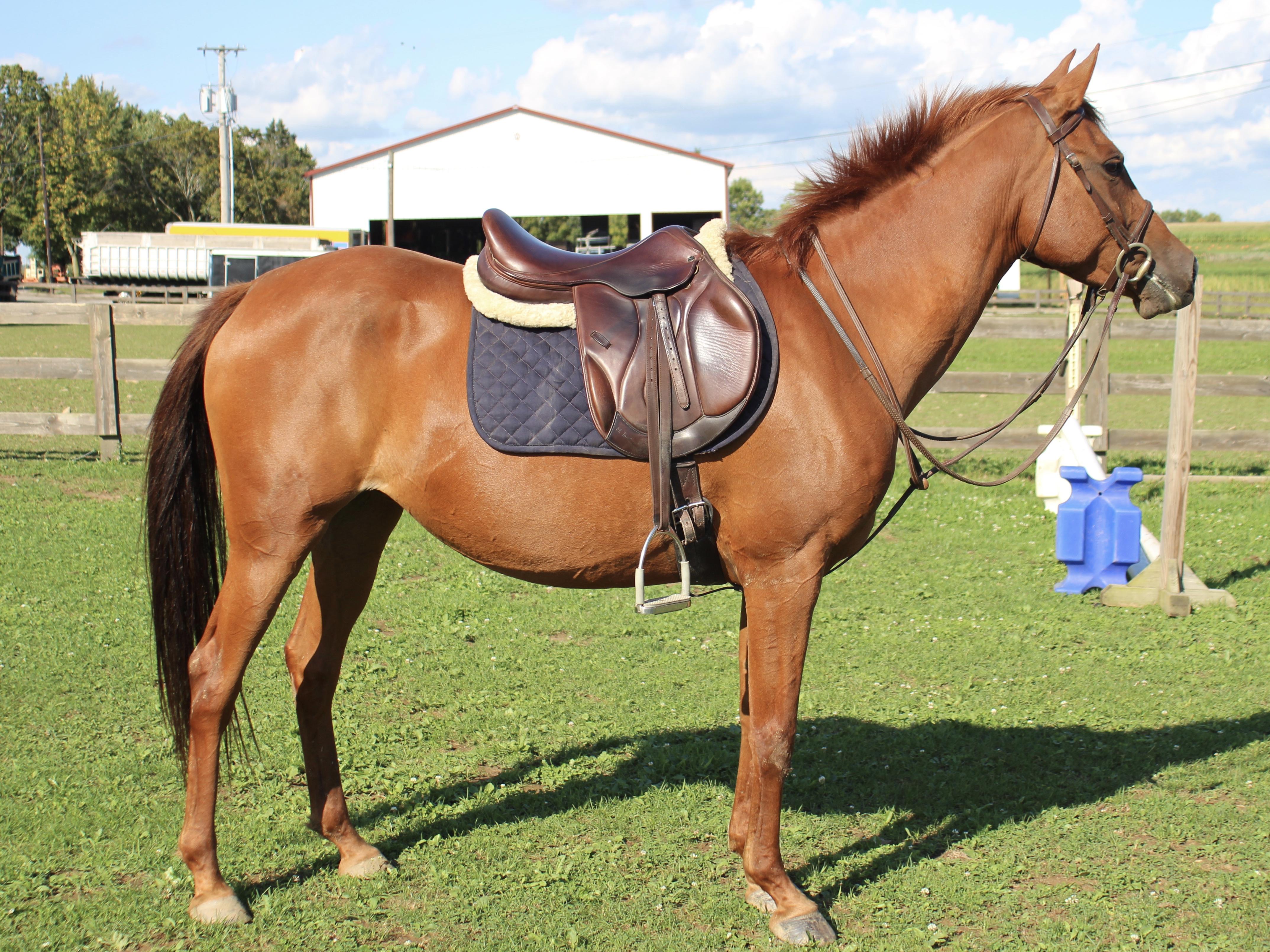 Bonita Quarter Horse Jumper