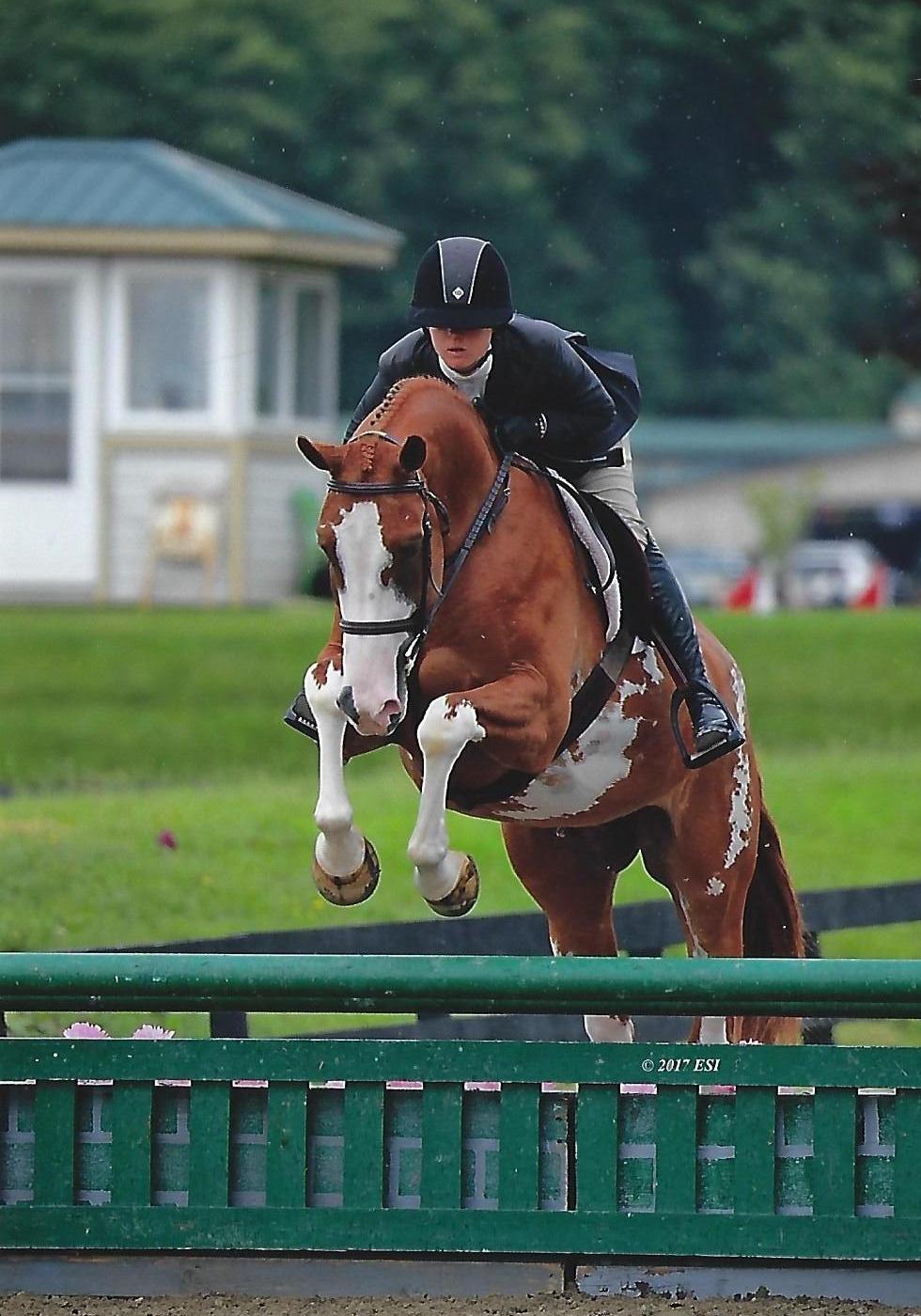 Paint the Town Zangersheide Hunter