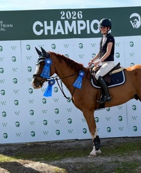 ORLANDO Dutch Warmblood Hunter photo 4