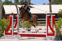 Chasity Van Blu Z Zangersheide Jumper photo 3