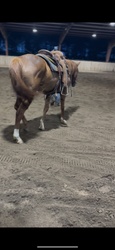 Kubo Cat TB Equitation photo 3