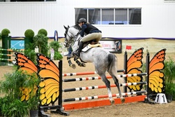 Chalido Dutch Warmblood Jumper photo 3