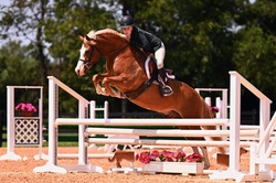 Loafer’s Lodge BowTie Welsh Pony Hunter photo 1