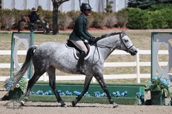 Chasing Indigo "Indy" Belgian Warmblood Hunter photo 4