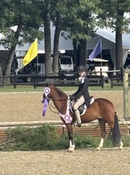 Belle Welsh Pony Jumper photo 4