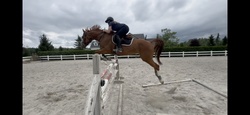 For Love Canadian Warmblood Jumper photo 1