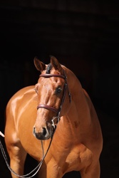 Colman’s Loverboy Oldenburg Hunter photo 4