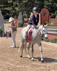 Stoneleigh Welsh Cross Hunter photo 5