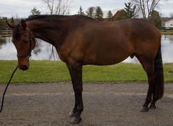 Al Dente Warmblood Hunter photo 2