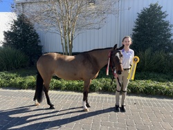 Yes Please Welsh Pony Hunter photo 7