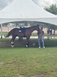 Sunny Belgian Warmblood Jumper photo 7