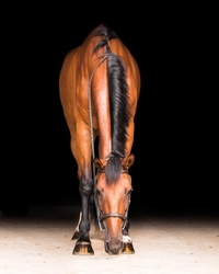 Make It Rain Dutch Warmblood Hunter photo 7