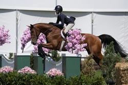 Billy Be Great Warmblood Hunter photo 2