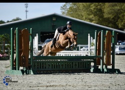 CHERRYBROOK DIANA Warmblood Hunter photo 1