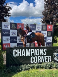 Sunny Belgian Warmblood Jumper photo 7