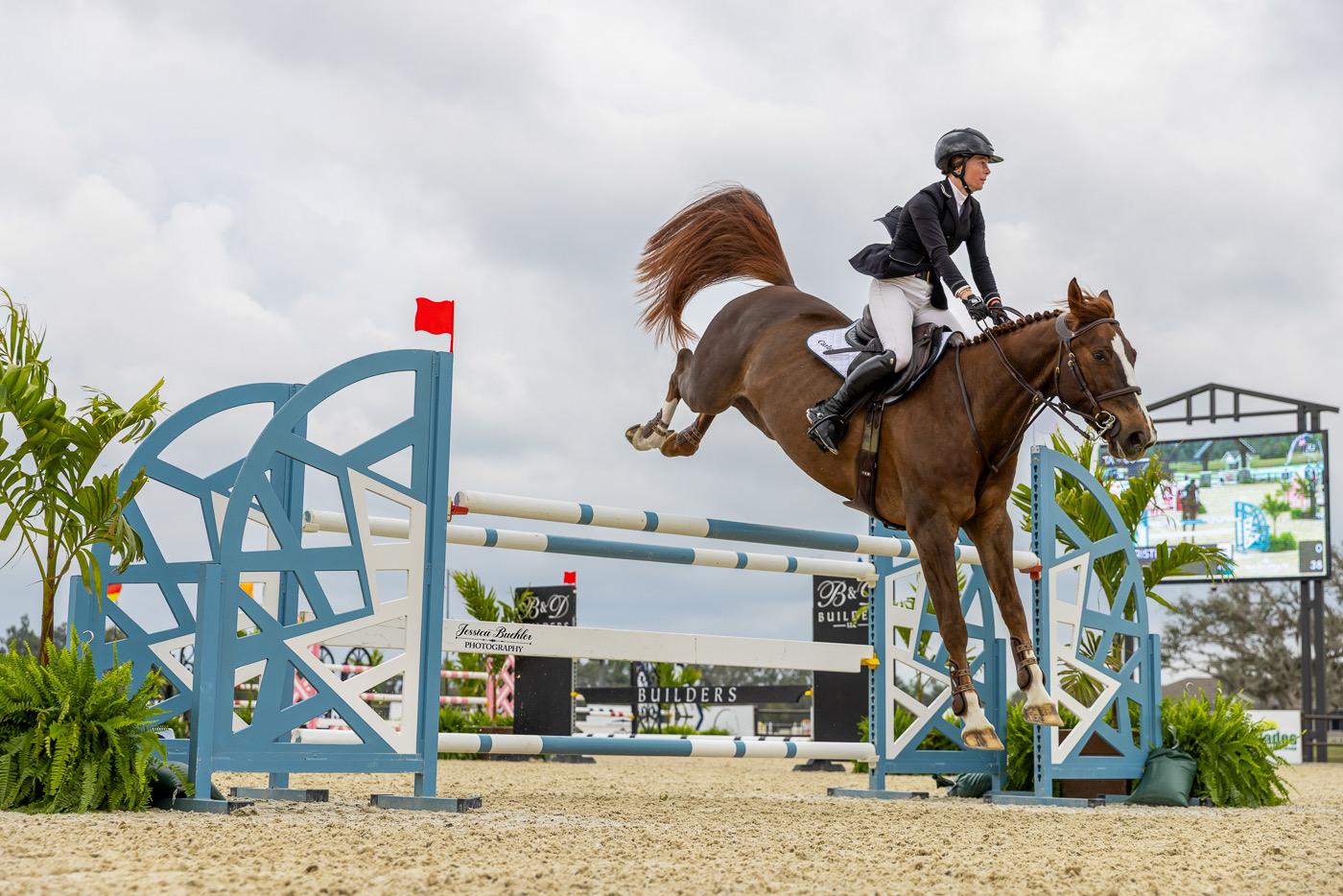 2017 16.2 hand Warmblood Mare BIGEQ +